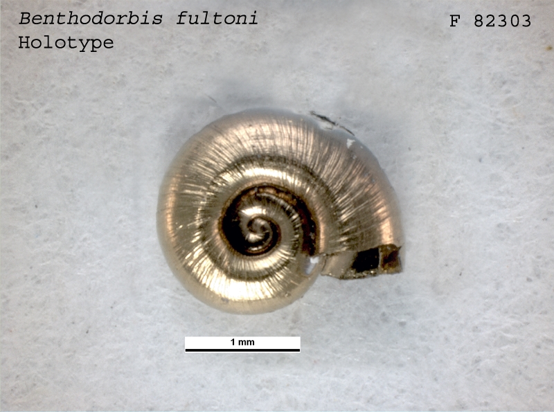Представитель Семейства Glacidorbidae